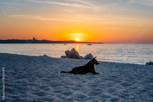 Serene Sunset with Dog in Sardinia Beach photo