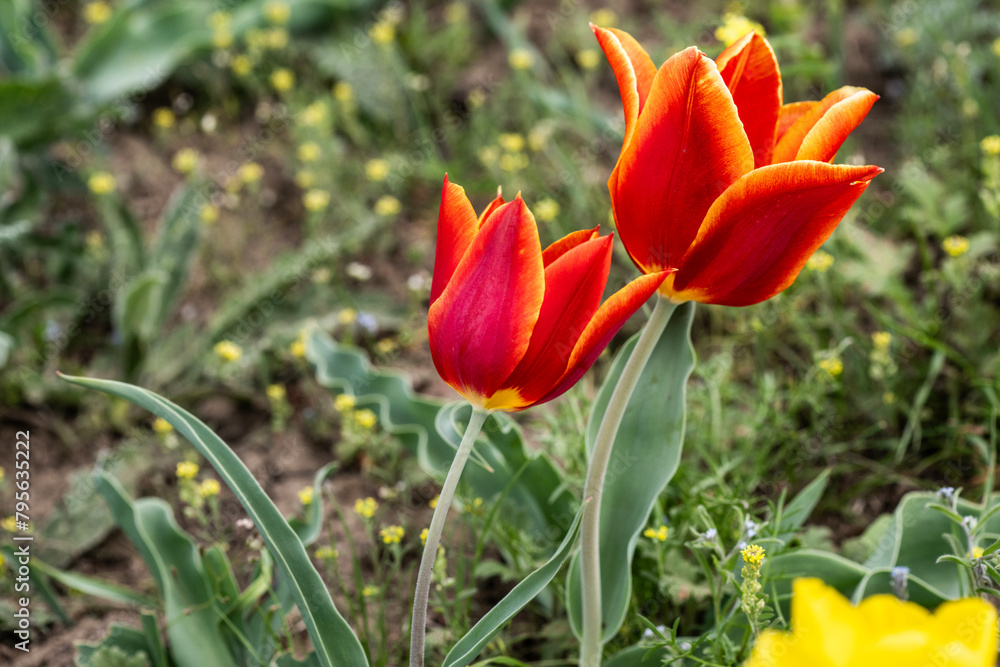 beautiful different colored wild tulips in the spring steppe of Kalmykia beautiful different colored wild tulips in the spring steppe of Kalmykia