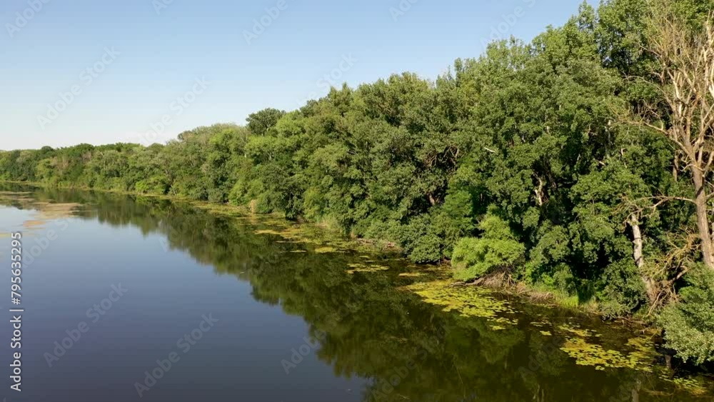 Aerial view of water lily filled swamp river with reed and trees on the side during summer. Flying above water and swamp Aerial view of water lily filled swamp river with reed and trees on the side during summer. Flying above water and swamp