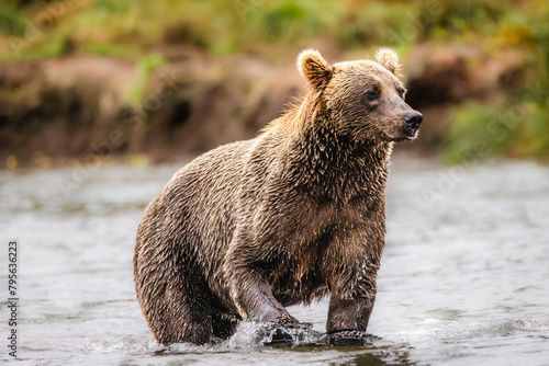 Alaska Brown Bear (811)