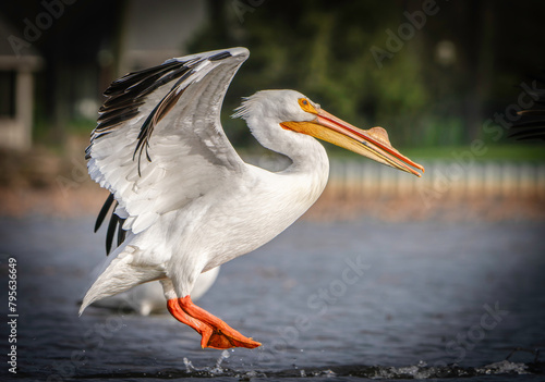 Migrating Pelicans taking flight at local lake, Fishers, Indiana. Spring. 