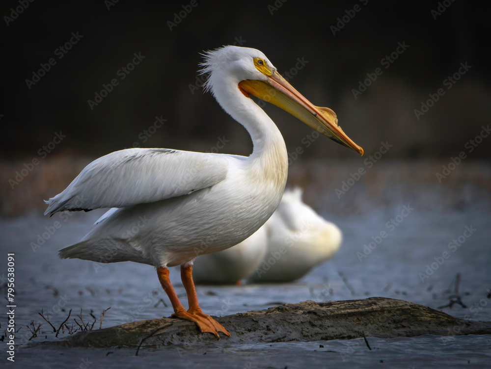 Migrating North American Pelicans stopping at local lake for rest before moving to their summer location, Fishers, Indiana. Spring. Migrating North American Pelicans stopping at local lake for rest before moving to their summer location, Fishers, Indiana. Spring.