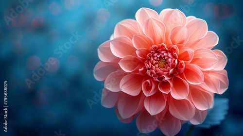 close up of pink dahlia flower on blue