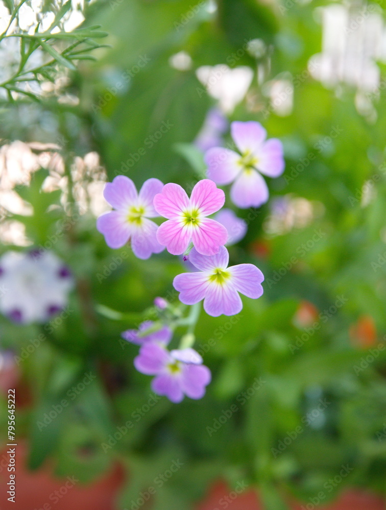 Malcolmia maritima, also known by its common name Virginia stock, is a popular annual garden plant from the family Brassicaceae Malcolmia maritima, also known by its common name Virginia stock, is a popular annual garden plant from the family Brassicaceae