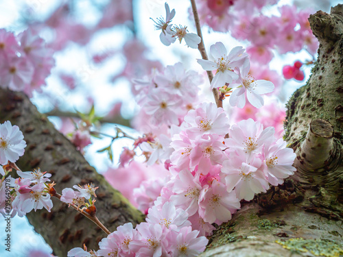 Light pink cherry flowers on a tree trunk. Close-up, blurred background. Cherry blossoms.
