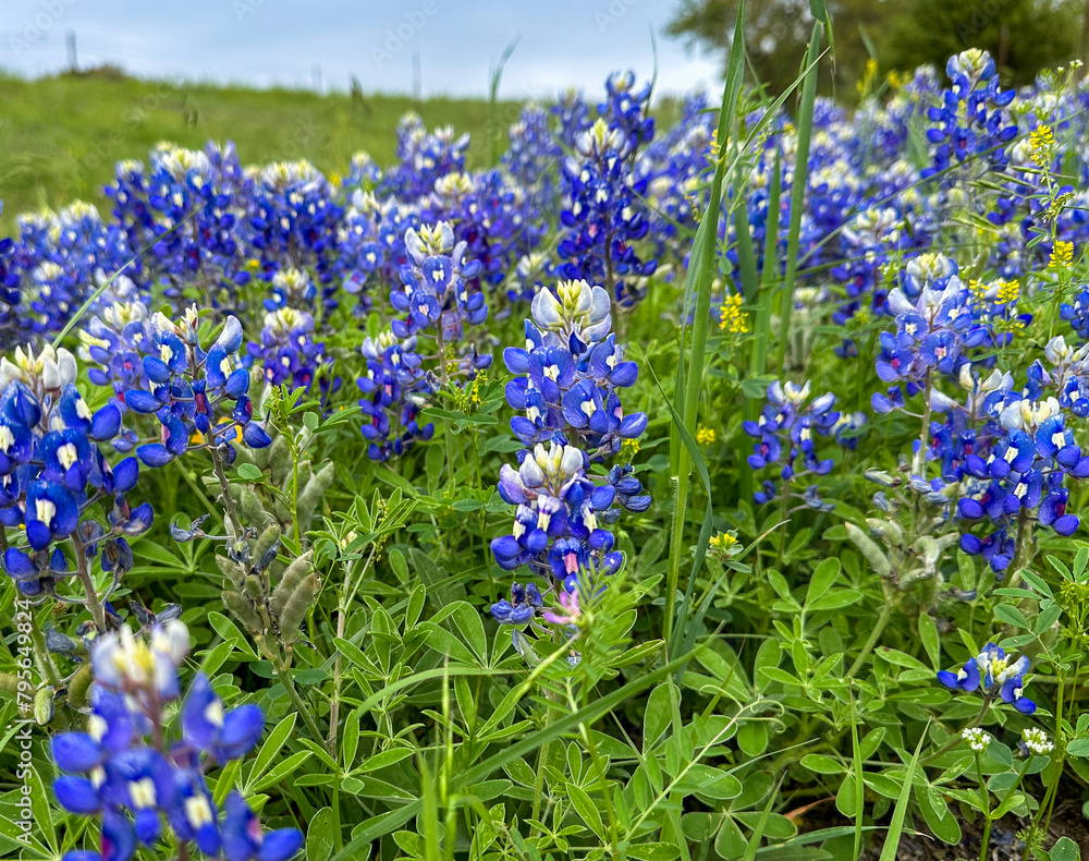 BlueBonnets along the Texas State Highways * Wildflowers * Lone Star state flower * beautiful wildflower blooms BlueBonnets along the Texas State Highways * Wildflowers * Lone Star state flower * beautiful wildflower blooms