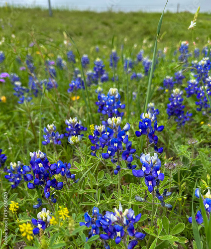 Bluebonnets in a field * Texas State Flower * Rural Ranch Countryside in springtime * Lone State State of Texas * Southern America