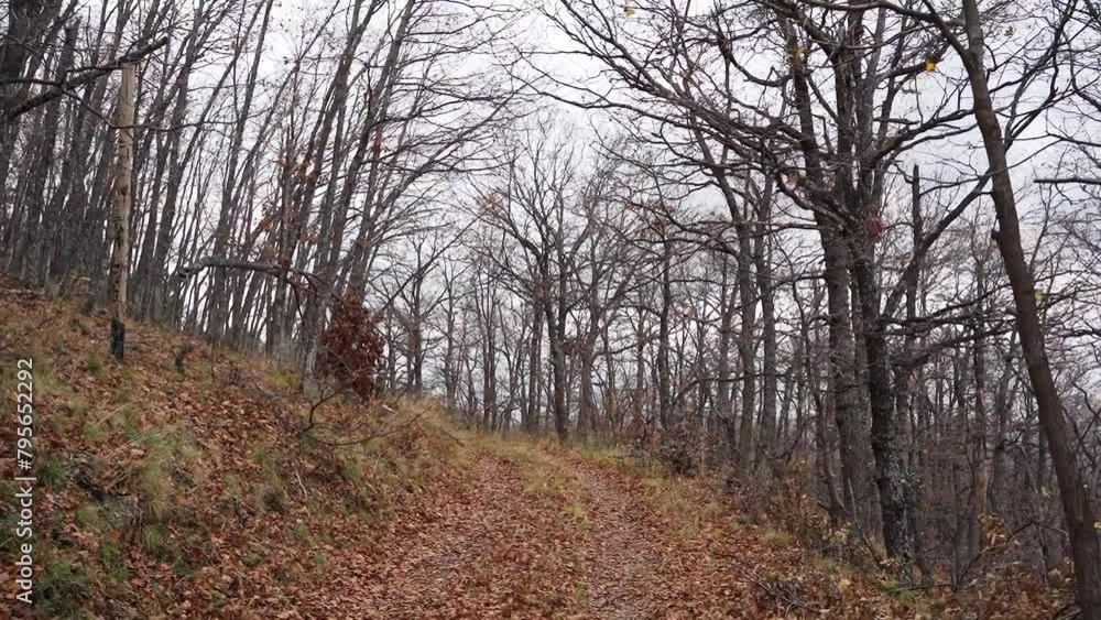 Dry autumn leaves cover dirt road in woods with bare trees under moody sky Dry autumn leaves cover dirt road in woods with bare trees under moody sky