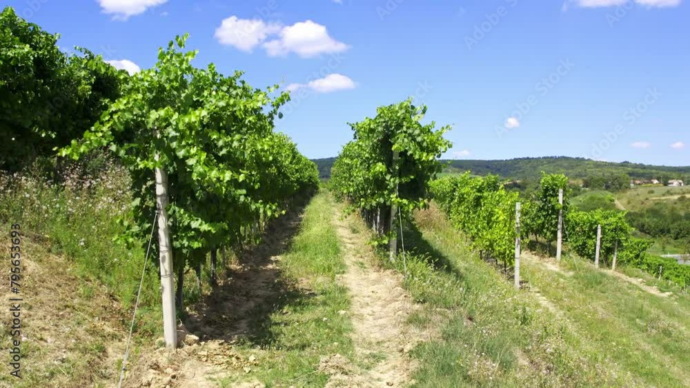 Beautiful video of green rows of vineyard under bright blue sky with few clouds Beautiful video of green rows of vineyard under bright blue sky with few clouds