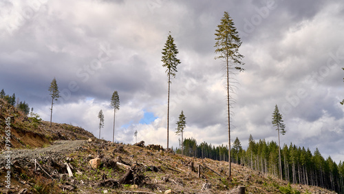 Tall douglas fir trees against a cloudy sky left standing in a newly logged area left to provide seeds for regrowth.