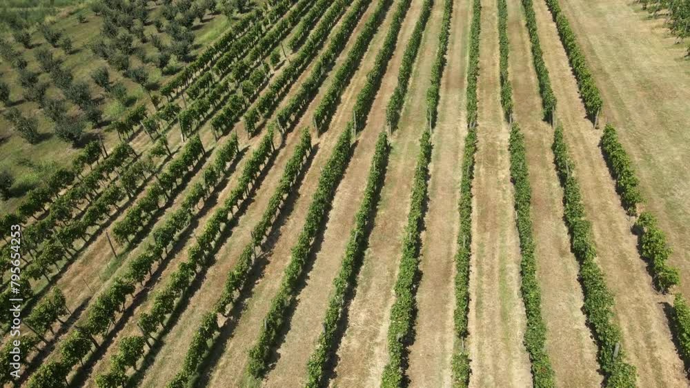 Amazing drone video capturing perfect green fresh rows of grapevines Amazing drone video capturing perfect green fresh rows of grapevines