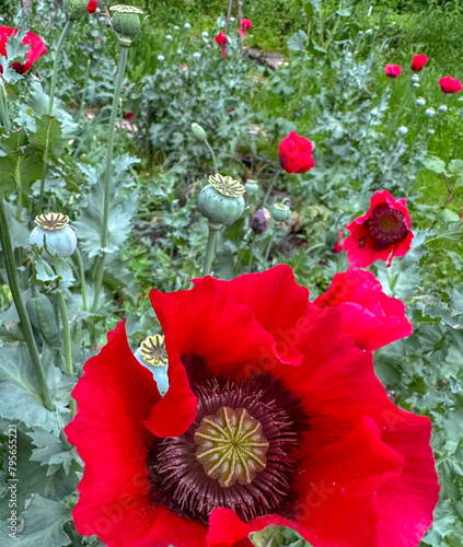 Stunning Red Poppies in Bloom - Springtime in the Southern United States 