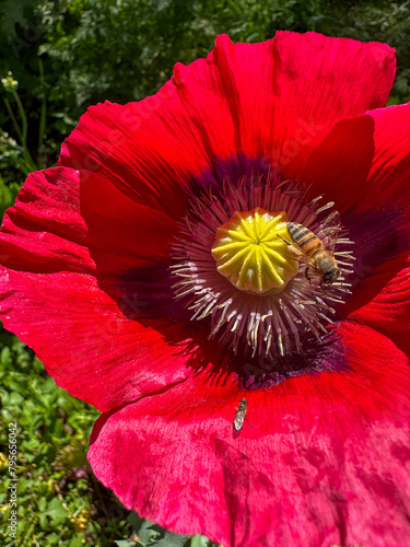 Bee Landing on Beautiful Red Poppy Flowers in Bloom * Springtime * Summer in nature