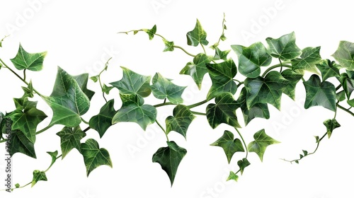 lush green ivy plant with trailing vines and lush foliage isolated on white botanical illustration