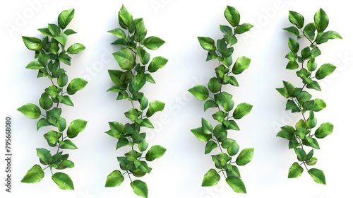 set of euonymus hederaceus isolates on white background 3d illustration photo