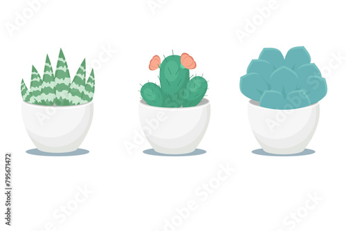 Small succulent plants in pots, vector illustration