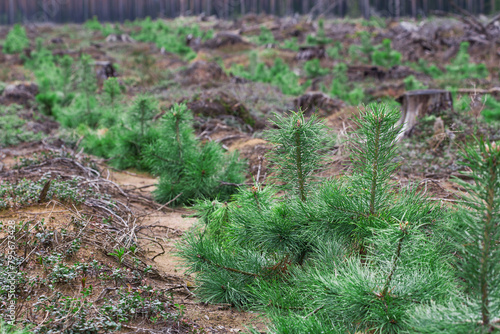 Young pine trees grow on the site of a cut down forest.