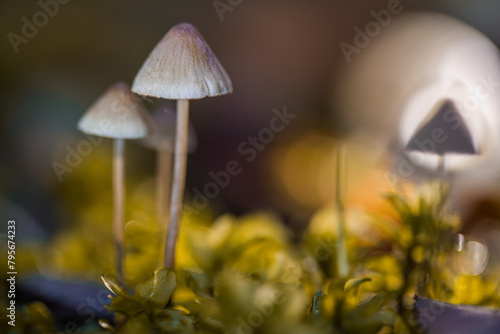 Hallucinogenic mushrooms on a dark background. Artistic lighting.
