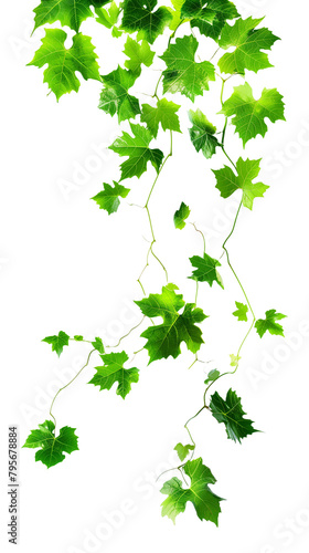 Grape Leaves Vine Isolated on White Transparent Background  PNG 