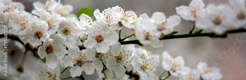 Natural floral background. Cherry flowers close-up. White flowers of a cherry on a spring day in soft focus. Tender floral spring background. Flowers of an Cherry tree in the spring in the garden.