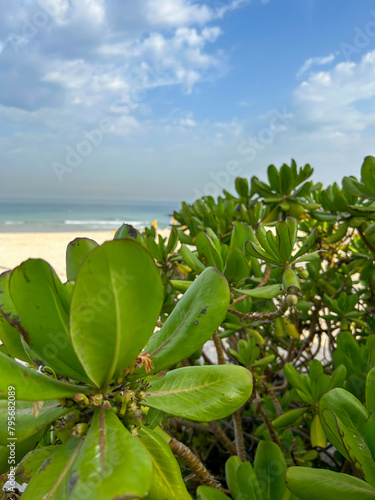 Close-up view of green Scaevola taccada (also known as beach cabbage, sea lettuce, or beach naupaka) plants growing on sandy beach in a sunny day. Soft focus. Tropical plants and travel theme. photo