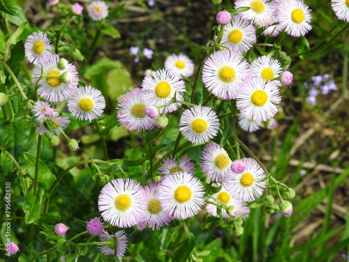 Philadelphia fleabane, erigeron philadelphicus, bloomed within the wetlands of the Bombay Hook National Wildlife Refuge, Kent County, Delaware. photo