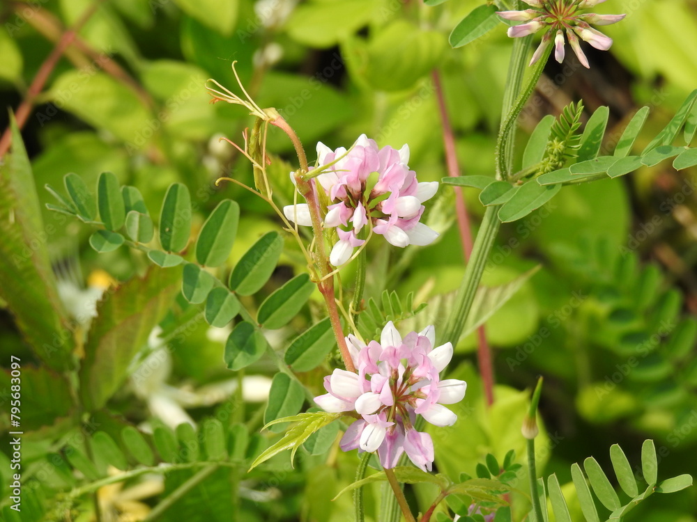 Crown vetch, Securigera varia, wildflowers bloomed within the wetlands of the Bombay Hook National Wildlife Refuge, Kent County, Delaware. Crown vetch, Securigera varia, wildflowers bloomed within the wetlands of the Bombay Hook National Wildlife Refuge, Kent County, Delaware.
