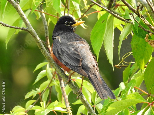 American robin perched on a branch, within the woodland forest, of the Bombay Hook National Wildlife Refuge, Kent County, Delaware.