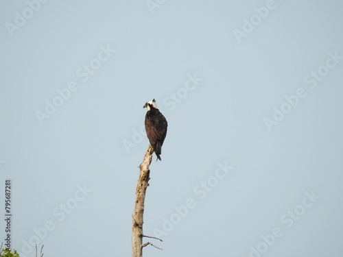 An osprey perched on top of a withered tree, under a blue sky. Bombay Hook National Wildlife Refuge, Kent County, Delaware.  photo