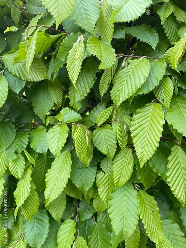 green leaves background