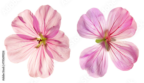  Two pink dahlia flowers on a white background