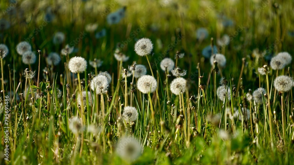   nature, botany and flora concept - beautiful dandelion flowers blooming on summer field   