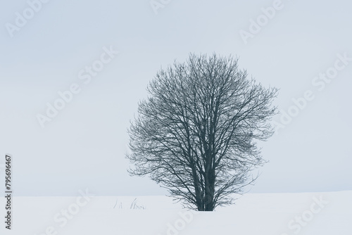 Images from a roundtrip in the cultural landscape of Toten, Norway, starting from Lund in Kolbu by Mollerhagen and back again, a cloudy winter day of March 2024. photo