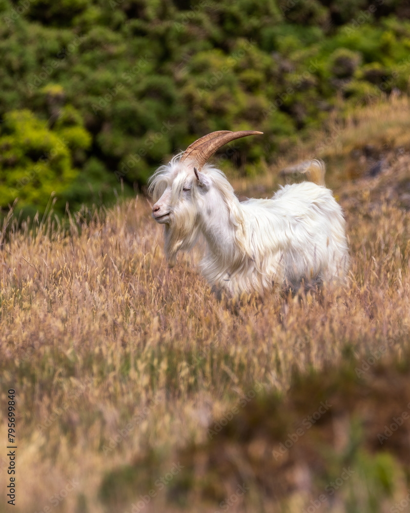 Llandudno Kashmiri Goat lounging in a field on The Great Orme in North Wales. United Kingdom Llandudno Kashmiri Goat lounging in a field on The Great Orme in North Wales. United Kingdom