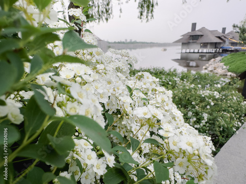 A close-up of a cluster of white wildflowers blooming in front of a calm lake. The background shows a blurred image of a house on the other side of the lake