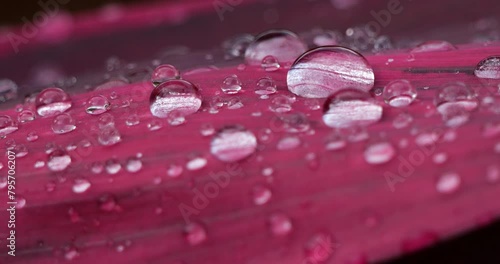 Leaf of Red Cordyline plants, Guadeloupe, french caribbean islands photo