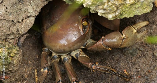 Cardisoma guanhumi, also known as the blue land crab or great land crab, Guadeloupe, Caribbean island photo