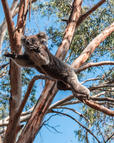 Photography koala in tree jumping