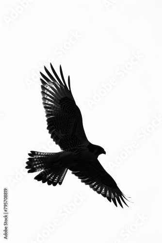 A sleek black and white bird soars through the sky, wings spread wide as it glides effortlessly through the air