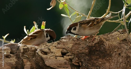 Eurasian Tree Sparrows perched on a piece of wood. photo