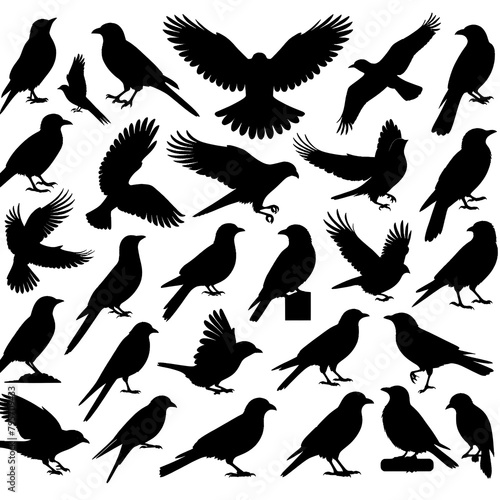 Bird silhouette collection. Birds of prey vector silhouettes collection. Black bird
