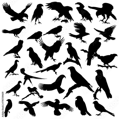Bird silhouette collection. Birds of prey vector silhouettes collection. Black bird © abdel moumen rahal
