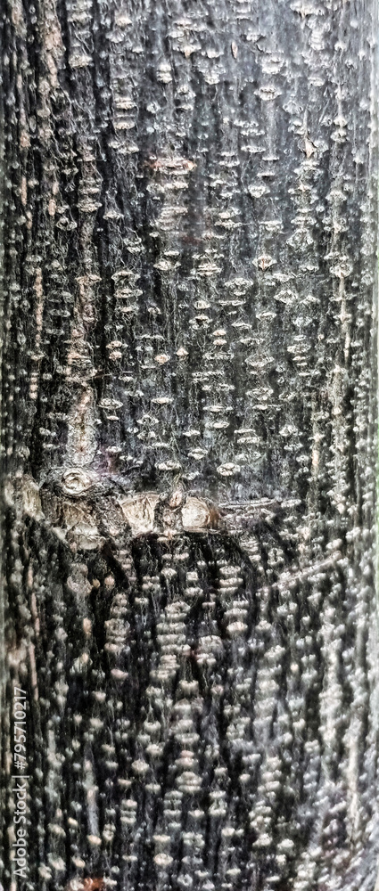 Obraz premium natural tree skin texture