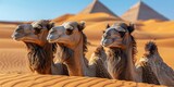Regal Camels Resting in the Desert Sands
