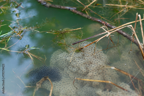Froscheier im Wasse. Froschlaich - Amphibien. Frog eggs in the water. Frog spawn - amphibian