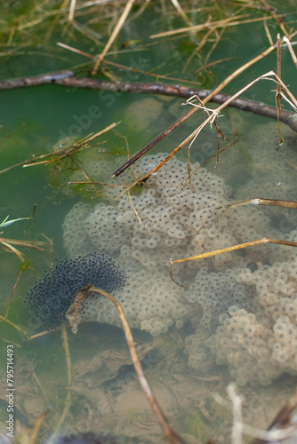 Froscheier auf der Wasseroberfläche. Froschlaich - Eier von Amphibien im Wasser. Frog eggs on the water surface. Frog spawn - eggs of amphibians in the water.