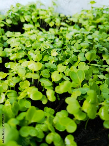 close up of a lot of fresh, green sprouts from the side