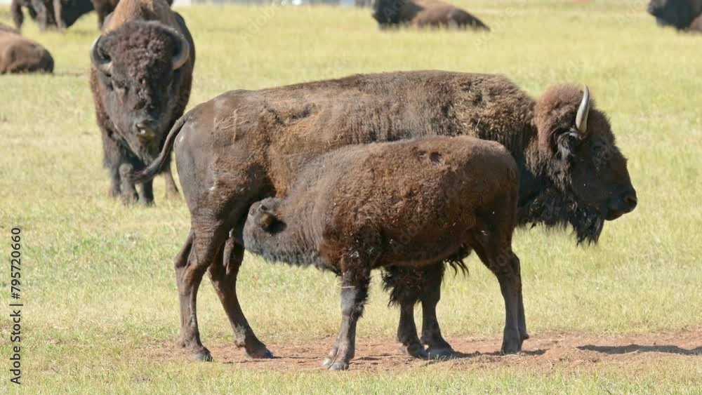 A bison cow with a nursing calf in a field at Custer State Park, South Dakota. A bison cow with a nursing calf in a field at Custer State Park, South Dakota.