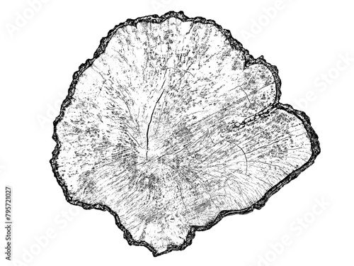 Wood texture cross section of tree rings. Cut slice of wooden stump isolated on white. Textured surface with rings and cracks. Black background made of hardwood from the forest. Vector illustration. E