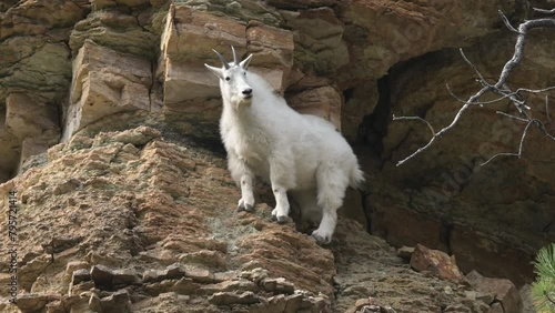A mountain goat is standing on a cliff in the Spearfish Canyon area of South Dakota.